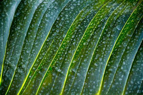Wallpaper Abstract Water Grass Green Tropical Dew Leaf Drop