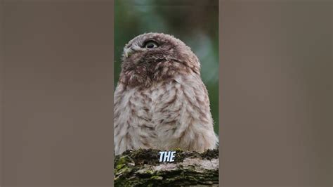 How Do Owls Turn Their Heads 360 Degrees Youtube