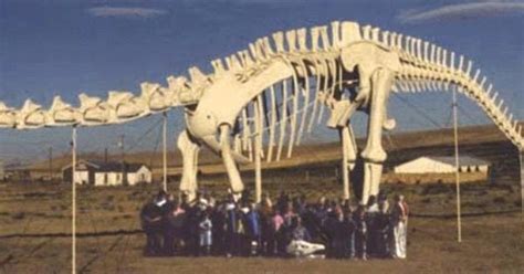 All that is known about seismosaurus comes from fossilized bones from the hip and part of the back of a single skeleton found in ancient riverbank deposits near san ysidro, new mexico in 1979. Seismosaurus - Fossil | Fossils | Pinterest | Fossils and ...