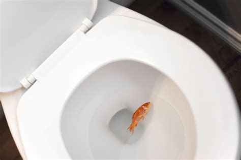 If the answer is yes, then don't flounder and. Before you flush, call this fish rescue service in D-FW