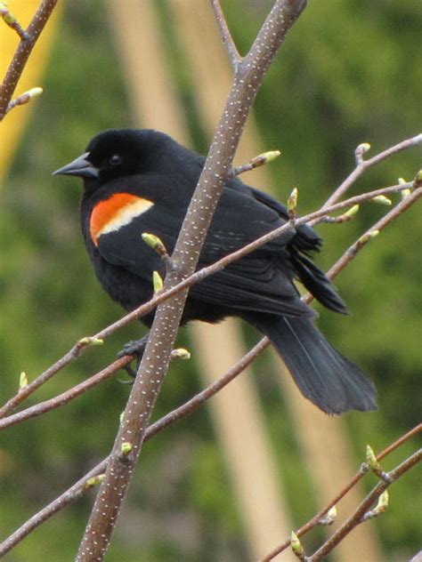 I'm new to this birding thing, and i just saw a bird in my backyard that i have never seen before. Animals - Family Icteridae, Genus Agelaius, Species ...