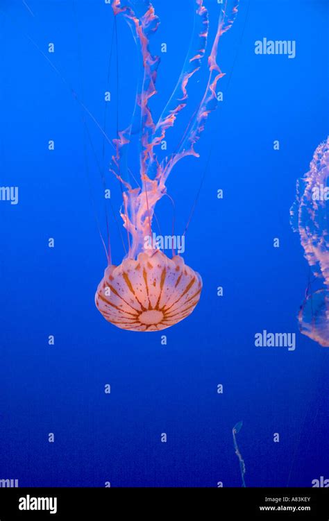 Jellyfish Display At The Monterey Bay Aquarium In Monterey California