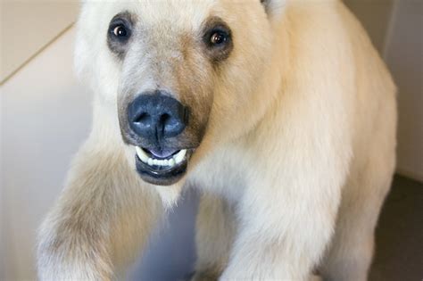 Grizzly Polar Bear Hybrid