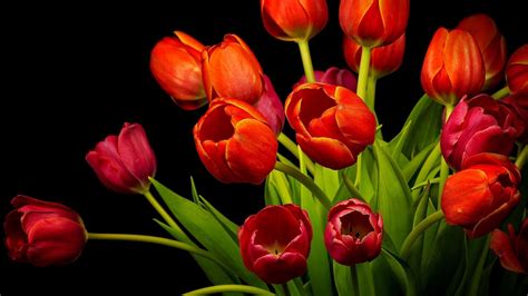 4k Bouquet Tulips Wallpapers High Quality Download Free
