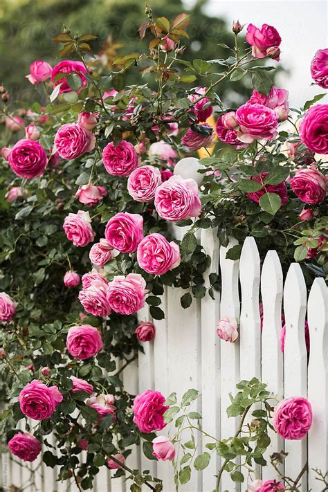A White Picket Fence With Pink Roses Growing On It