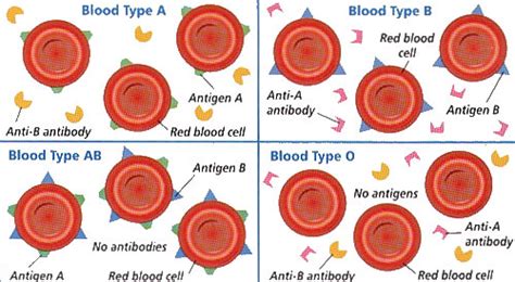 Enzyme That Can Change Blood Type Discovered Gazette Review