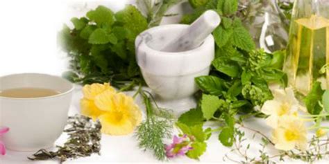 14 super herbs for healthy and beautiful skin [an infographic] lifecellskin