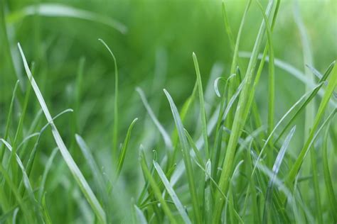 Kentucky Bluegrass How To Grow And Care For It