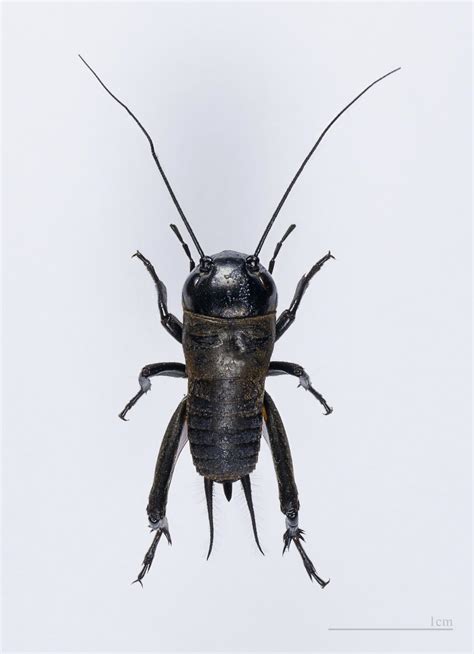Cricket Insect Wikipedia