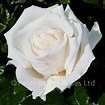 Diamond Wedding Rose (Bush Rose) | Peter Beales Roses - the World ...