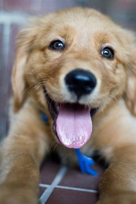 Happy Golden Retriever Puppy Dogs And Puppies