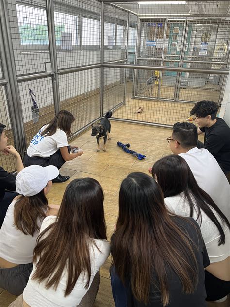 Volunteering at SPCA Hong Kong – iClick Interactive