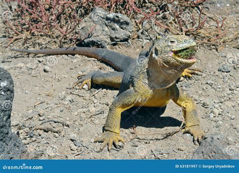 Sharp Meal The Land Iguana Eating Prickly Pear Cactus Stock Image