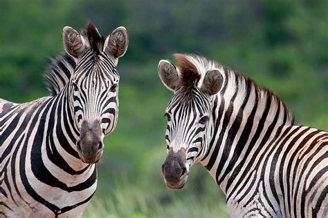 How Many Types Of Zebras Are There Worldatlas