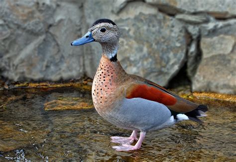 Ringed Teal Duck Larry Moran Galleries Digital Photography Review