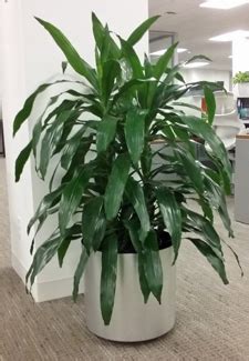 Most plantscape professionals and consumers prefer the more colorful variety dracaena massangeana as their house plant. Plant Care Dracaena Janet Craig | House Plants Flowers