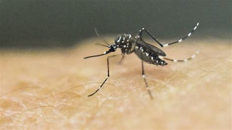 La County Minnesota Confirm First Cases Of Zika Virus — Rt Usa News