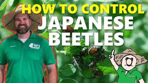 How To Get Rid Of Japanese Beetles Youtube