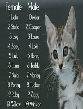 There is plenty of inspiration when we talk about choosing a cat name for a male cat. Top 100 boy kitten names and cute girl kitten names ...