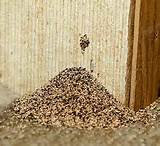 Images of Termite Wood Shavings