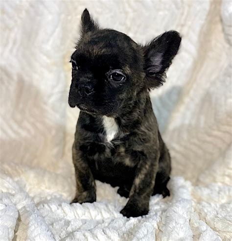 French Bulldog Breeder French Bulldogs Blue Isabella Fluffy