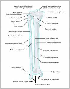 Anatomy Of Lower Leg Archives Graph Diagram