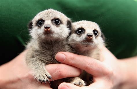 Omg Hand Reared Meerkats Lia And Roo Make A Big Debut Popsugar Pets