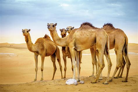 Wild Camels In The Desert Photograph By Alexey Stiop Pixels