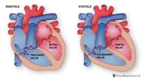 Heart Valves The Texas Heart Institute