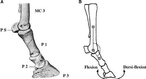 Horse front and rear leg anatomy explained. Anatomy of the distal forelimb of the horse. (a) The ...