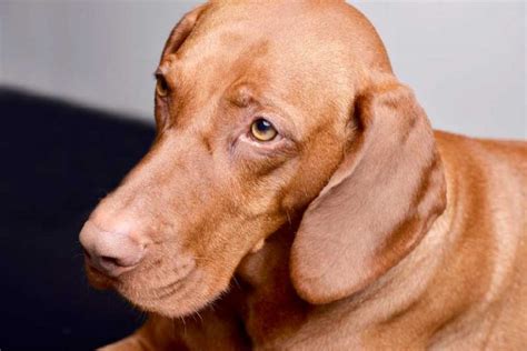 Intriguing Facts About The Very Intelligent Vizsla Dog Breed Vizsla World