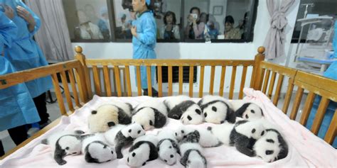 Baby Pandas China 14 New Babies On Display At Breeding Base