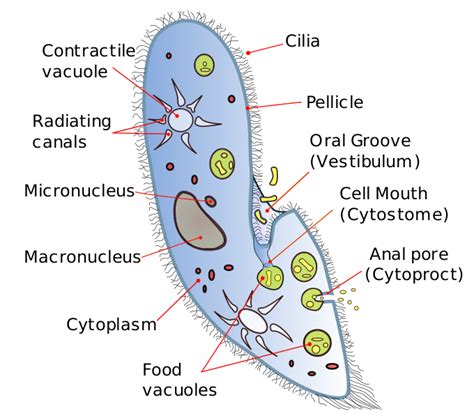 Difference Between Amoeba And Paramecium Structure Characteristics