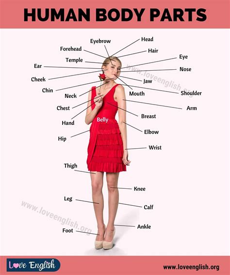 Human Body Parts Name With Picture In English