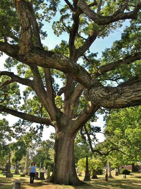 Trees Please — Plant Virginia Natives