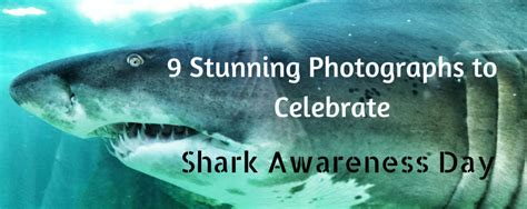 9 Stunning Photographs To Celebrate Shark Awareness Day Gvi