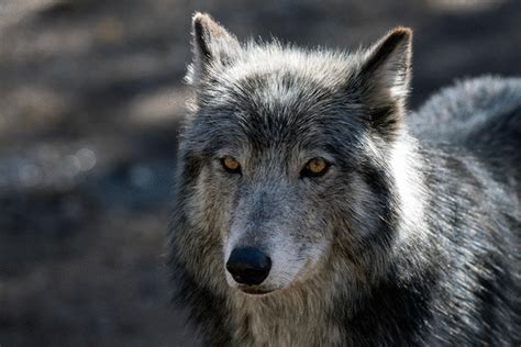 Colorado Cements Plan To Reintroduce Gray Wolves But A Snag Lingers