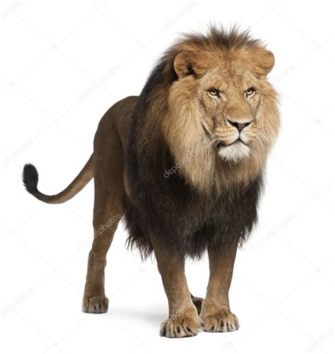 Lion Panthera Leo 8 Years Old Standing In Front Of White Background