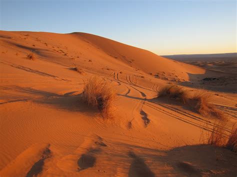 Queen of the desert imdb flag. Plants in the Sahara Desert - Trevor's Travels