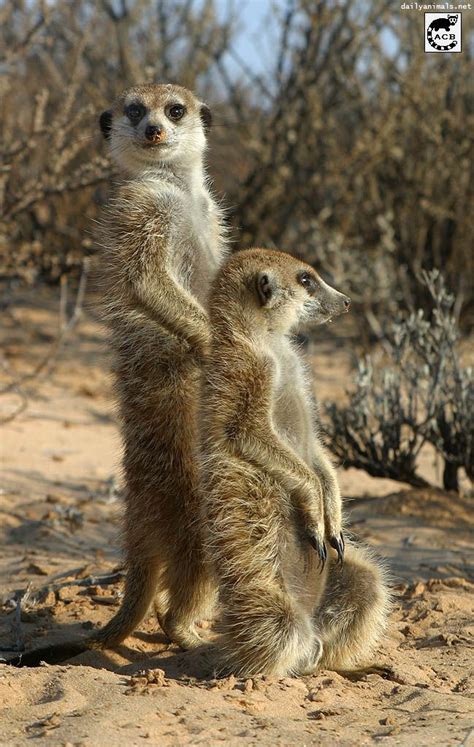 Meerkats Of The Kalahari By Jaffa Tamarin Meerkats At The Kuruman