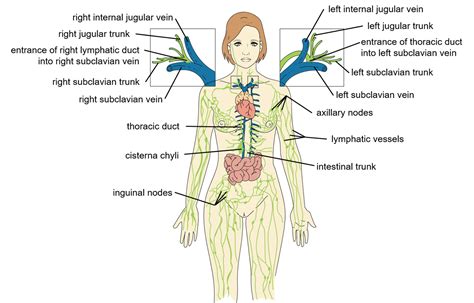 What Is Not Drained By The Right Lymphatic Duct Best Drain Photos