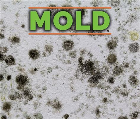Black mold on concrete patio basement floors and walls. How To Identify Black Mold in Your Home | SERVPRO of North ...