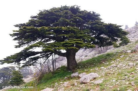 Lebanon Tree Lebanon Cedar Beirut Cedar Trees Evergreen Trees
