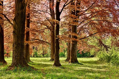 The 10 Largest Forests In Italy Thebitetour