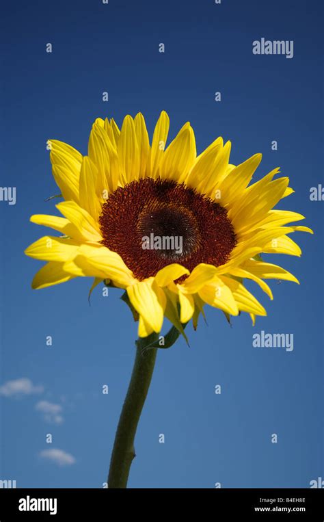 Single Sunflower Against Deep Blue Sky Stock Photo Alamy