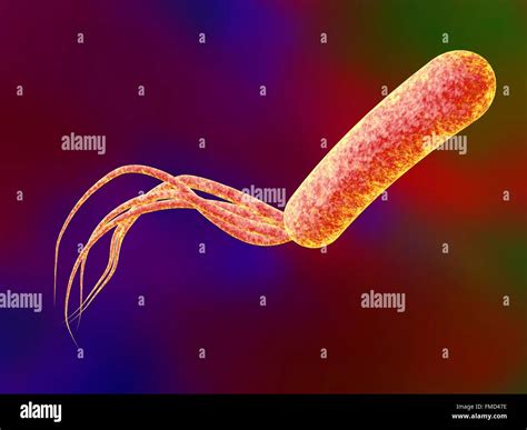 Pseudomonas Aeruginosa Bacteria Computer Illustration P Aeruginosa