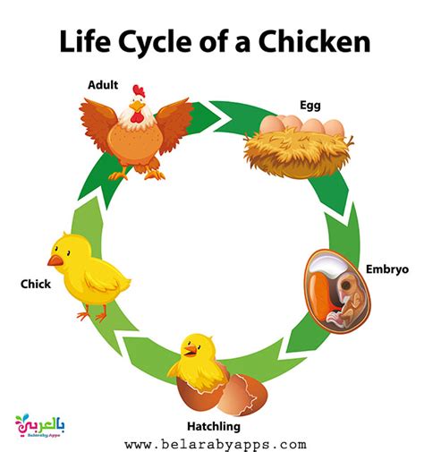 Animal Life Cycle Diagram Science Posters For Kids ⋆ Belarabyapps
