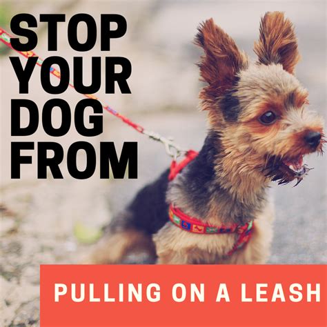 Tools to stop dogs from pulling. How to Stop a Dog From Pulling on the Leash - PetHelpful ...