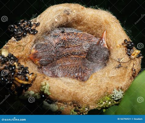 Close Up Of Two Baby Hummingbird Sleeping In Nest Stock Image Image