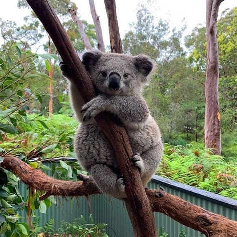 Koalas Of Australia On Instagram “koalas Are Just So Extremely Cute😍😍